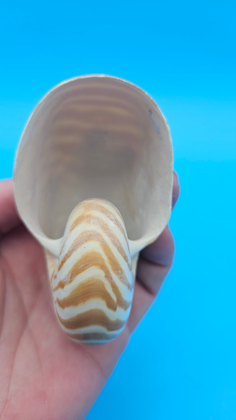 Tiger Nautilus Shell – Striking Natural Ocean Decor 3"