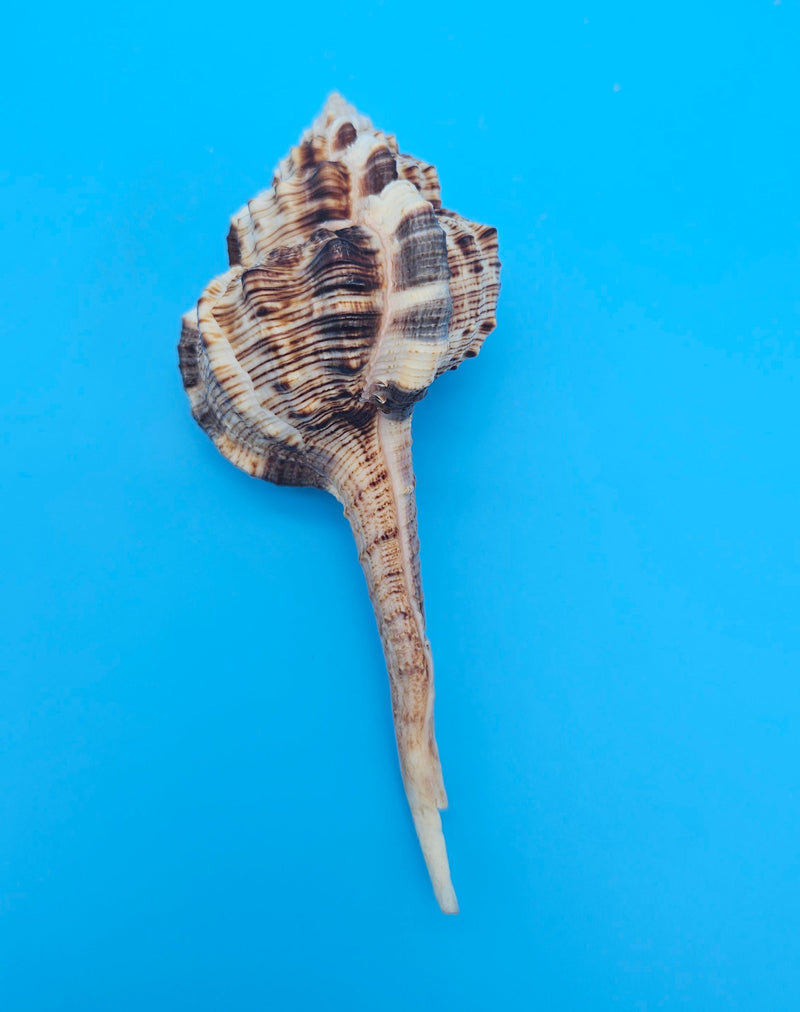  Bill Snipe shell with long tapered siphonal canal and dark brown ridges on a light cream base, placed on blue background