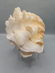 Squamosa clam shell pair, 7 inches wide, featuring natural ridges and textures