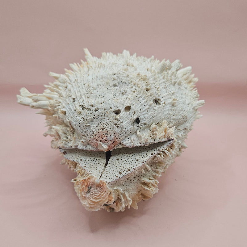 8-inch white Spondylus shell with spiky texture, shown open and closed on a soft pink background