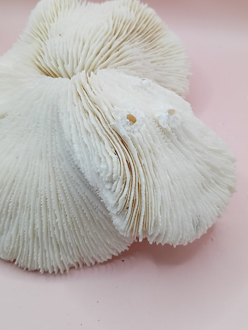 Vintage White Mushroom Coral- Fungia fungites
