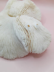 Vintage White Mushroom Coral- Fungia fungites