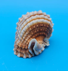 Distorsio anus shell, 3 inches, ribbed twisted form with brown-and-cream stripes and flared lip.