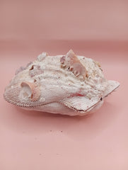 Lion's Paw seashell pair, 5.4 by 4.8 inches, with barnacles and crustacean markings in natural coastal tones