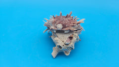 Spiny Spondylus Shell Pair 3.5