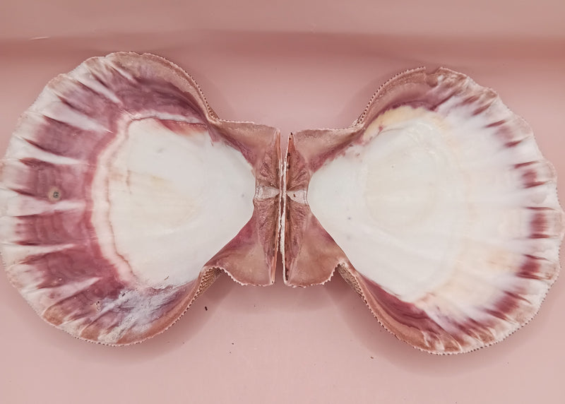 Natural Lion's Paw seashell pair, 5.0 by 5.2 inches, with textured barnacle accents and coastal tones