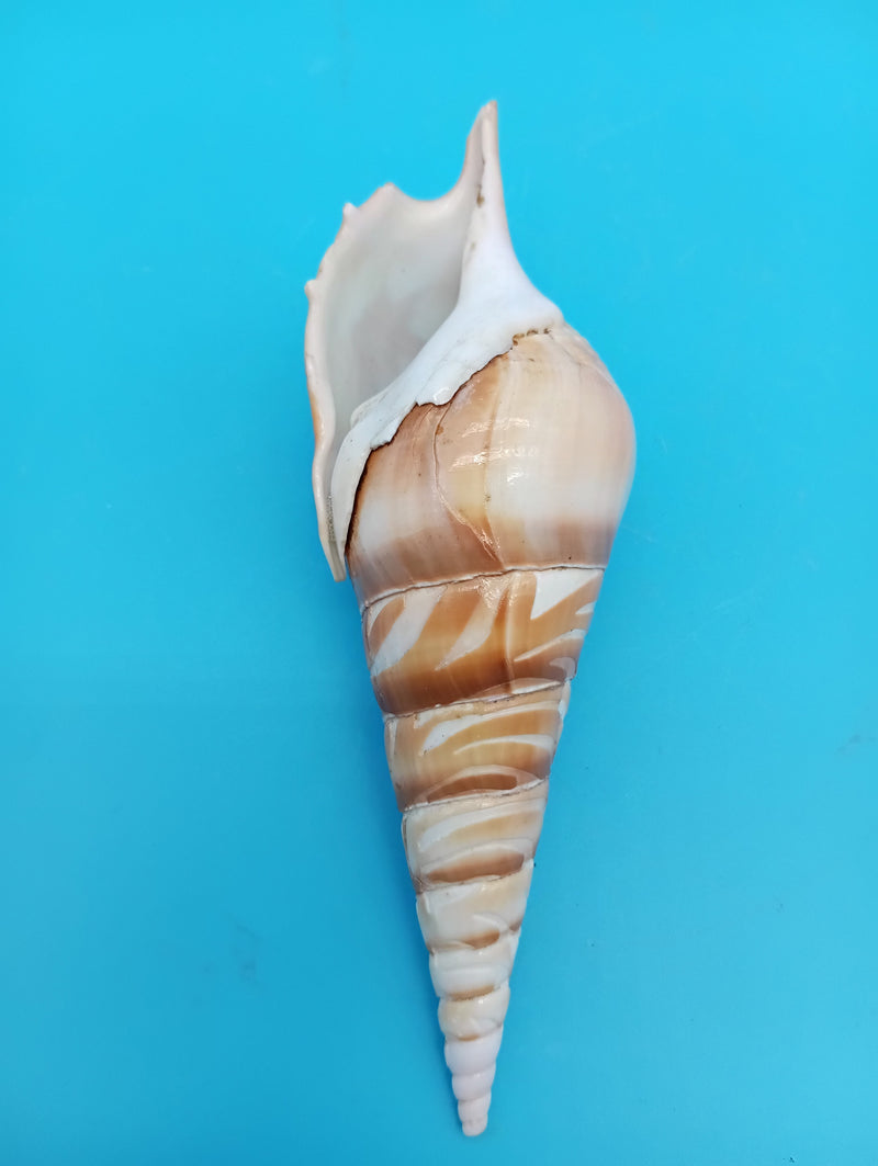 5.3" carved Tibia shell with palm tree coastal scene