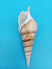 5.3