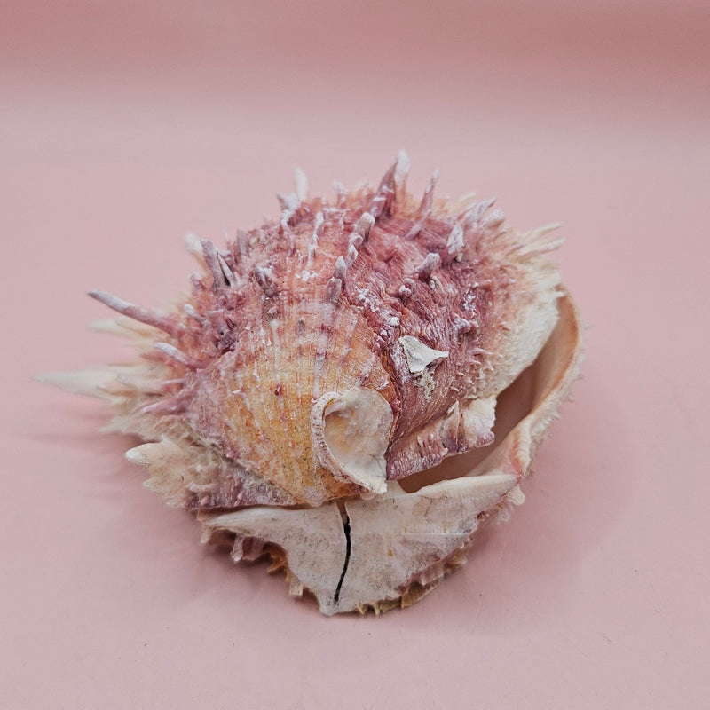 4-inch pink and white Spondylus shell with spines and hinged opening on light pink background