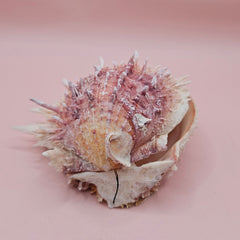 4-inch pink and white Spondylus shell with spines and hinged opening on light pink background