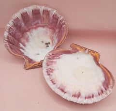 Lion's Paw seashell pair, 5.5 by 5.0 inches, with ridged texture and natural coastal tones