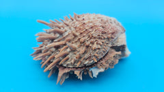  spiny Spondylus shell pair with purple tones, shown open and closed on bright blue background