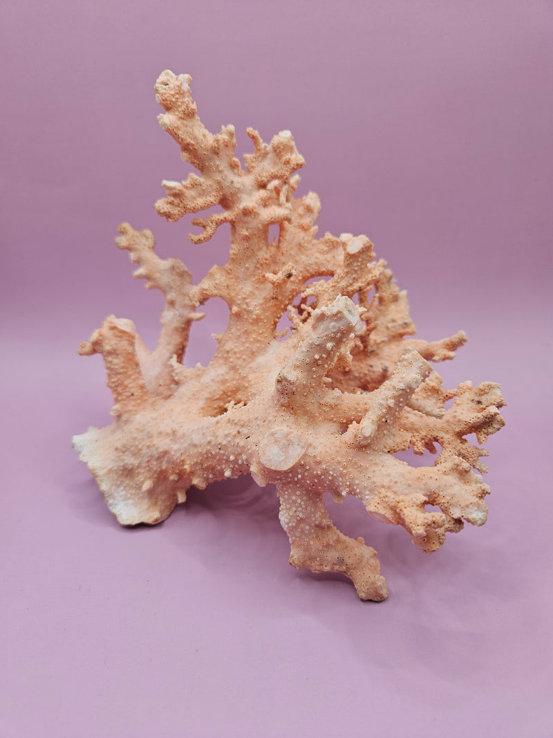 Ultra RARE Vintage Ivory Peach Stylaster Coral- 6"X6.25"x6"