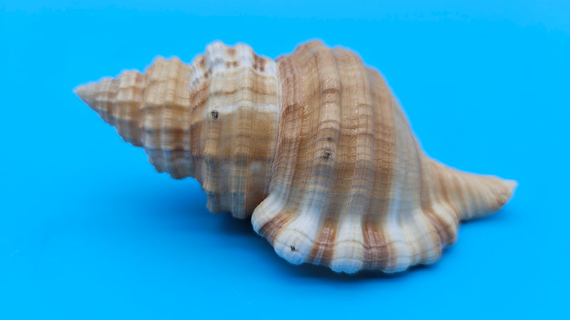 Cabestana spengleri shell, 3.8 inches, golden-brown with ribbed spiral whorls and wide flared aperture.