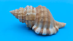 Cabestana spengleri shell, 3.8 inches, golden-brown with ribbed spiral whorls and wide flared aperture.