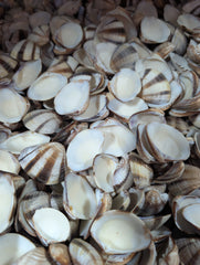 Venus Striped Clam Shells - Chamelea gallina