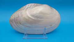  Fused Rainbow Cebu clam shell with polished iridescent surface and pastel pearl tones on blue background