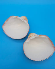 Pink heart cockle display shell for coastal home decor – premium natural specimen