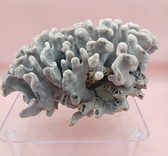Vintage Blue Ridge Coral with blue-grey texture – 6.8 inch coastal display decor piece