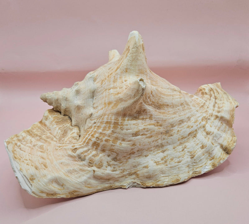 Large Atlantic conch shell with natural peach and white tones on pink background, ideal for coastal decor