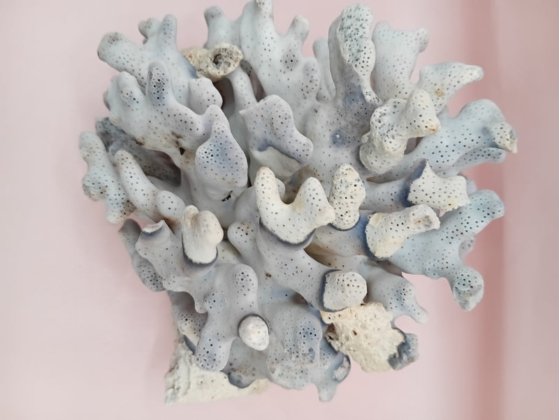 Vintage Blue Ridge Coral with blue-grey texture – 6.7 inch coastal display decor piece