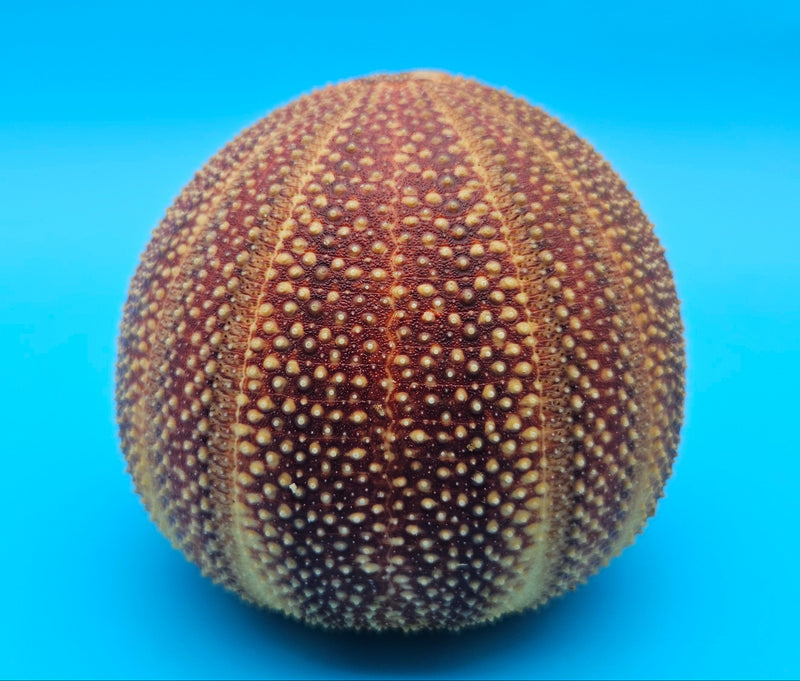 English urchin shell in deep red and tan tones with raised nodules and round shape on a bright blue background