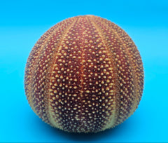 English urchin shell in deep red and tan tones with raised nodules and round shape on a bright blue background
