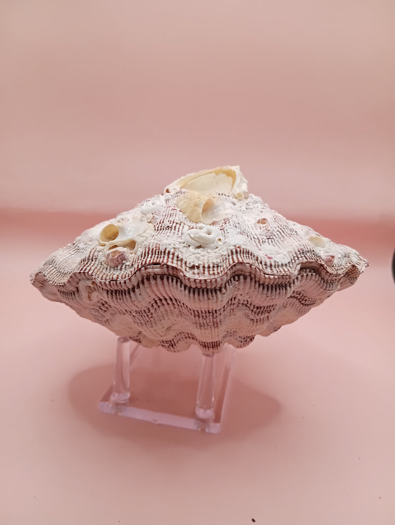 Barnacle-encrusted Lion's Paw seashell pair, 5.9x5.3 inches – natural marine texture