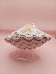 Barnacle-encrusted Lion's Paw seashell pair, 5.9x5.3 inches – natural marine texture