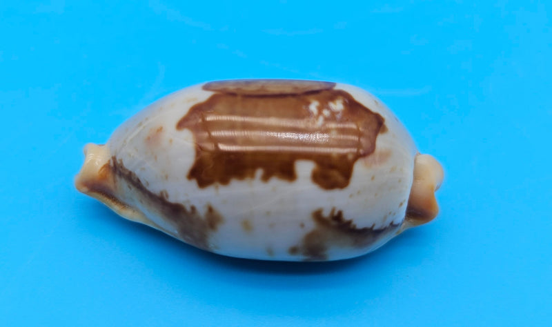 Bistolida Solidarity cowrie shell, creamy base with brown markings, 1.4 inches, smooth glossy surface and ridged teeth