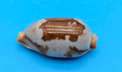 Bistolida Solidarity cowrie shell, creamy base with brown markings, 1.4 inches, smooth glossy surface and ridged teeth