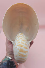 6-inch natural nautilus shell with smooth spiral pattern and creamy pearlescent finish.