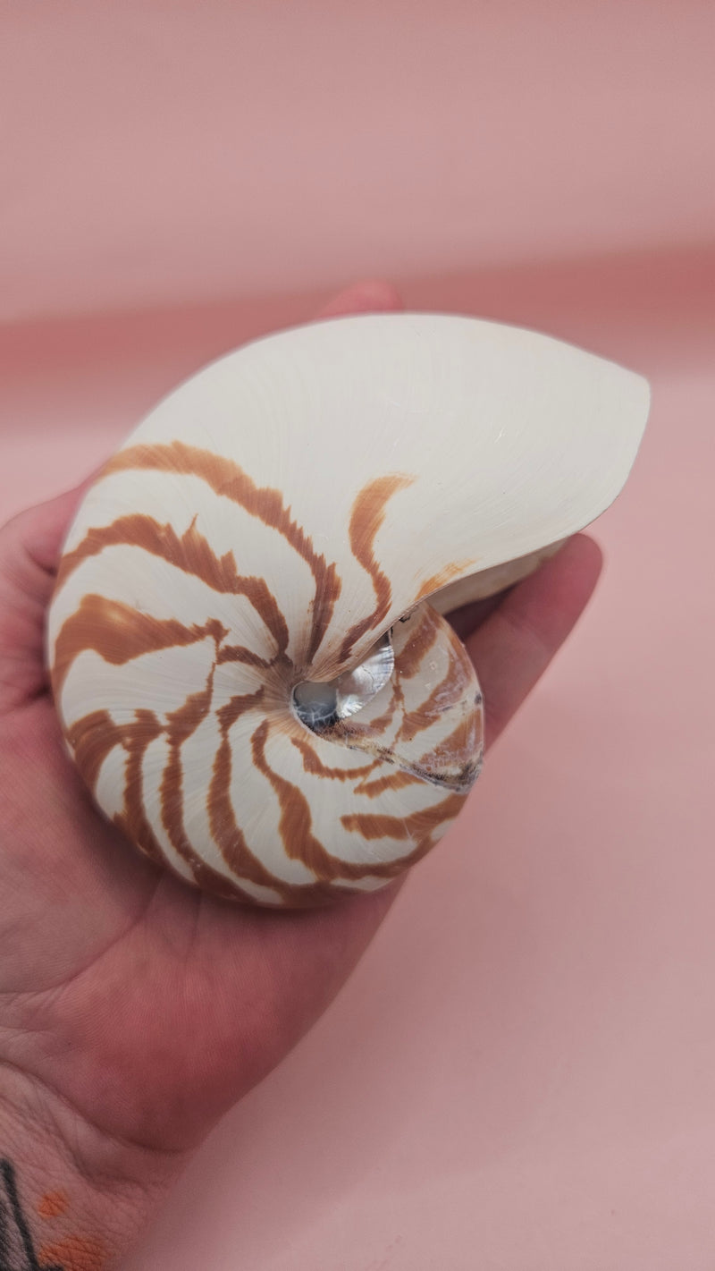 4-inch natural nautilus shell with smooth spiral pattern and creamy pearlescent finish.