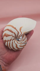 4-inch natural nautilus shell with smooth spiral pattern and creamy pearlescent finish.