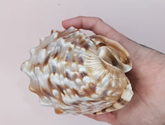 King Helmet Display Shell- Cassis flammea 4.8
