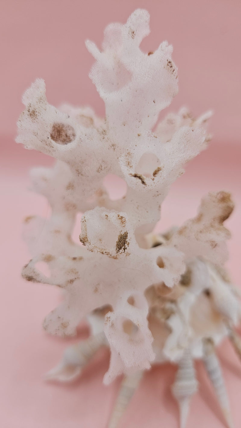  white display shell with attached coral on pink background