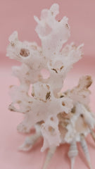  white display shell with attached coral on pink background