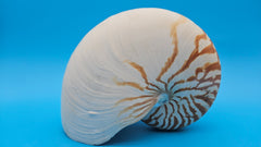 Tiger Nautilus Shell – Striking Natural Ocean Decor (8
