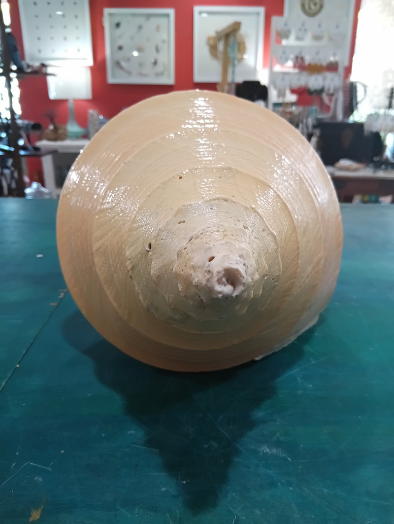 Large Australian Trumpet Shell 21 Inches – Syrinx aruanus Natural Specimen
