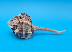  Bill Snipe shell with long tapered siphonal canal and dark brown ridges on a light cream base, placed on blue background