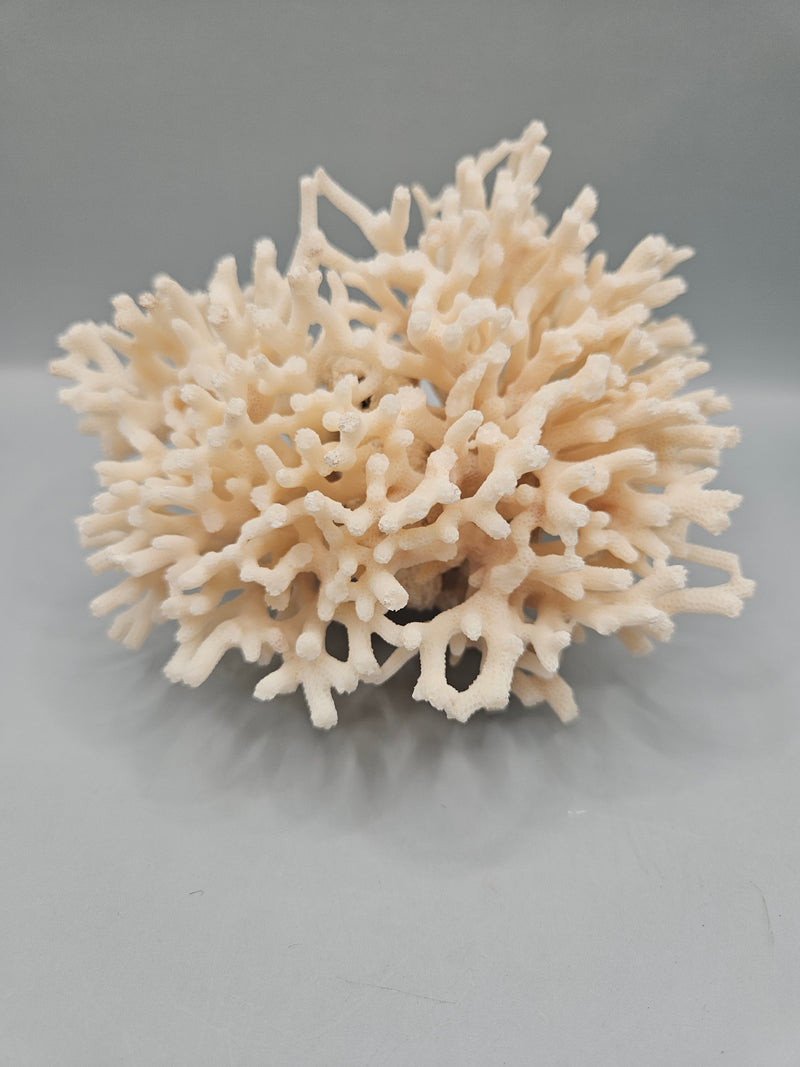 A 5.5"x5" Table Coral Acropora Latistella featuring natural branching patterns, ideal for coastal or marine-themed home decor.