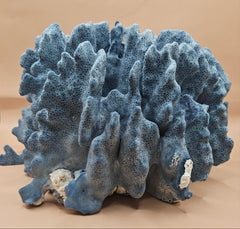 Vintage Blue Ridge Coral Heliopora coerulea Specimen – Deep Blue Textured Display Coral