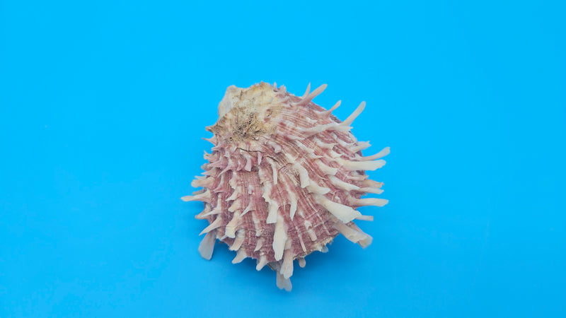  Spiny reddish-brown Spondylus shell pair opened and closed, displayed on a bright blue background