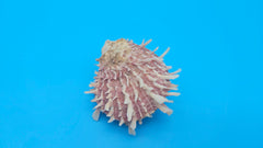  Spiny reddish-brown Spondylus shell pair opened and closed, displayed on a bright blue background