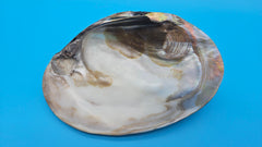 Giant polished river clam display shell for coastal home decor - premium natural specimen