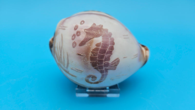 Trio of carved cowrie shells with dolphin, seahorse, and shrimp designs on glossy purple-toned surfaces, displayed on clear stands