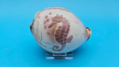 Trio of carved cowrie shells with dolphin, seahorse, and shrimp designs on glossy purple-toned surfaces, displayed on clear stands