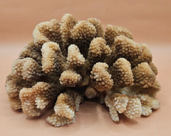 Vintage natural cluster coral specimen (Montipora digitata) in shades of brown and cream, 8x6x4 inches – perfect for coastal or marine-inspired home decor