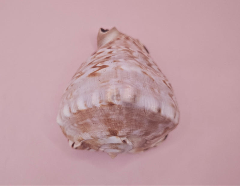 King Helmet shell showing intricate spiral and warm brown tones