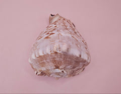 King Helmet shell showing intricate spiral and warm brown tones